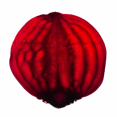 food photography with transmitted light technique. Beet root