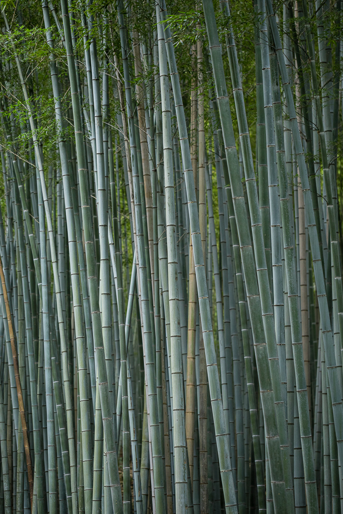 Bamboo, Arashiyama Bamboo Grove. Japan.